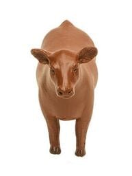 Little Buster Champion Show Steer Red - Cowboy SwaggerLittle Buster Champion Show Steer RedAction & Toy Figures